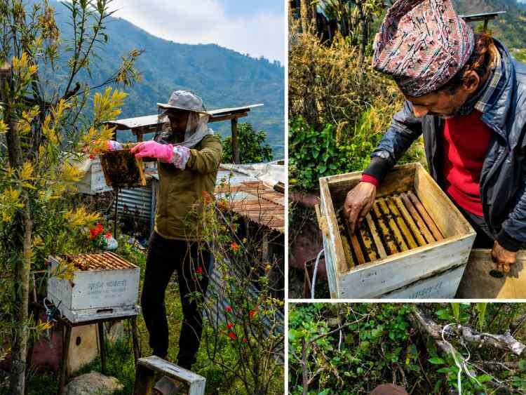 BeeKeeping Activites in farm house