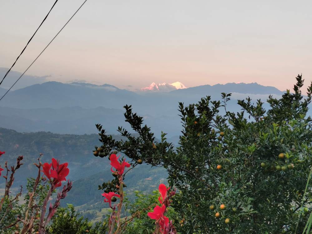 Orange farm in Langtang View Farm Stay