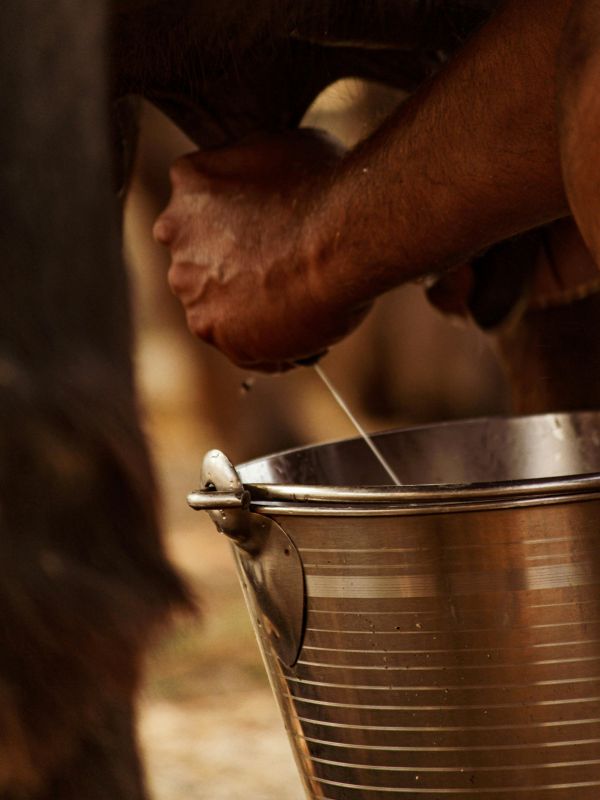 cow milking experience